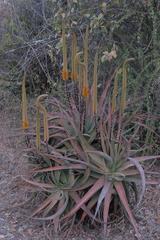Aloe spicata