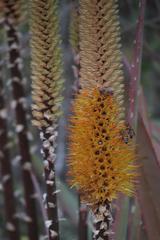 Aloe spicata