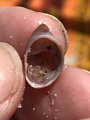 Crepidula convexa