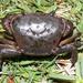Western Cape River Crab - Photo (c) Tony Rebelo, some rights reserved (CC BY-SA), uploaded by Tony Rebelo