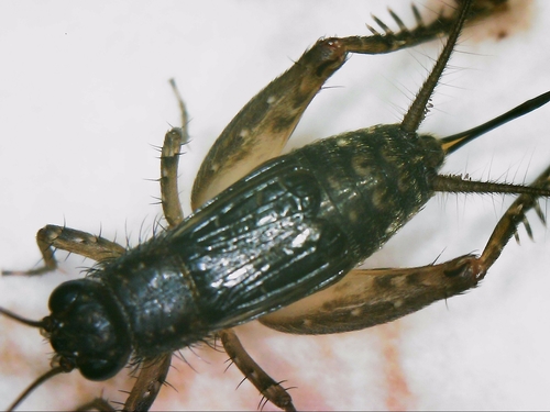 Cuban Ground Cricket photo 2