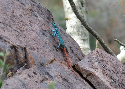 Platysaurus relictus