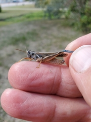 Melanoplus packardii