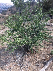 Prunus ilicifolia ilicifolia