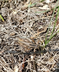 Melanoplus packardii