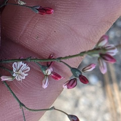 Eriogonum apiculatum