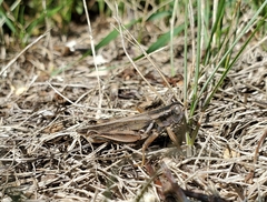 Melanoplus packardii
