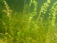 Pimephales notatus