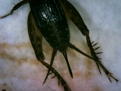 Neonemobius cubensis