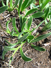 Dimorphotheca jucunda