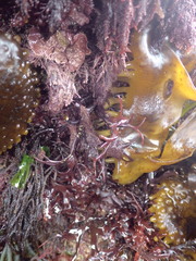 Cladostephus spongiosus