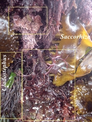 Cladostephus spongiosus