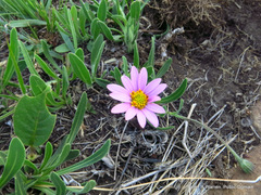Dimorphotheca jucunda