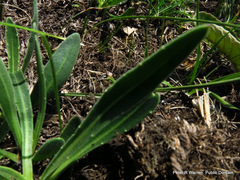 Dimorphotheca jucunda
