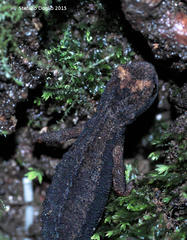 Salamandrina perspicillata