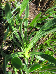 Dimorphotheca jucunda