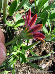 Dimorphotheca jucunda