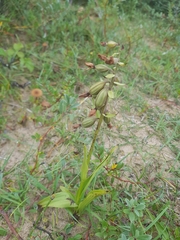 Epipactis palustris