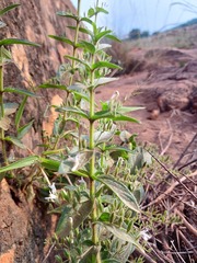 Andrographis echioides