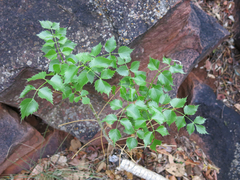 Steganotaenia araliacea araliacea