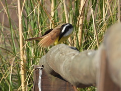 Pitangus sulphuratus