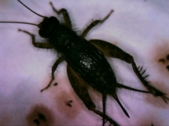 Neonemobius cubensis