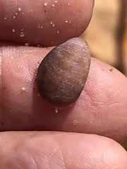 Crepidula convexa