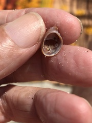 Crepidula convexa