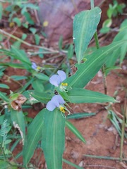 Commelina undulata