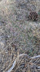 Eriogonum apiculatum