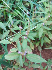 Grona heterocarpos