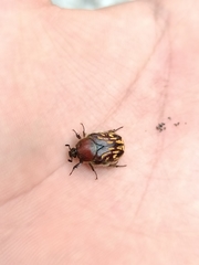 Euphoria subtomentosa