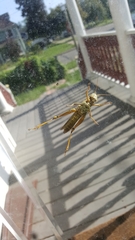 Orthoptera