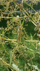Orthoptera