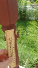 Orthoptera