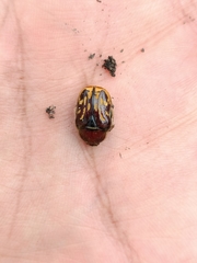 Euphoria subtomentosa