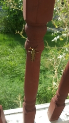 Orthoptera