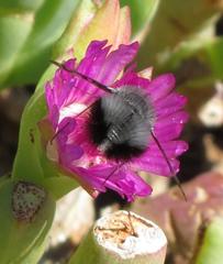 Australoechus megaspilus