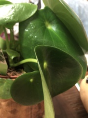 Peperomia