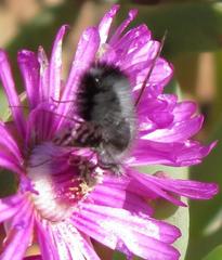 Australoechus megaspilus