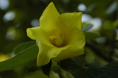 Hibiscus tiliaceus pernambucensis