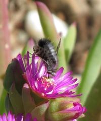Australoechus megaspilus