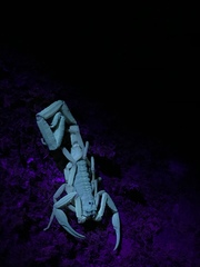 Centruroides limbatus