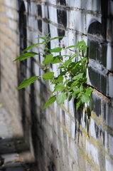 Parietaria officinalis