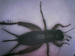 Neonemobius cubensis