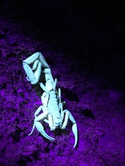 Centruroides limbatus