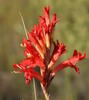 Orange Reedpipe - Photo (c) Gerhard Malan, some rights reserved (CC BY-NC), uploaded by Gerhard Malan