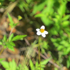 Bidens bigelovii