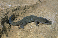 Saurodactylus mauritanicus