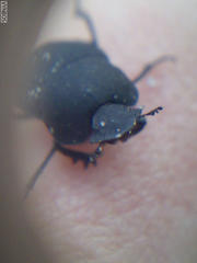 Epirinus flagellatus